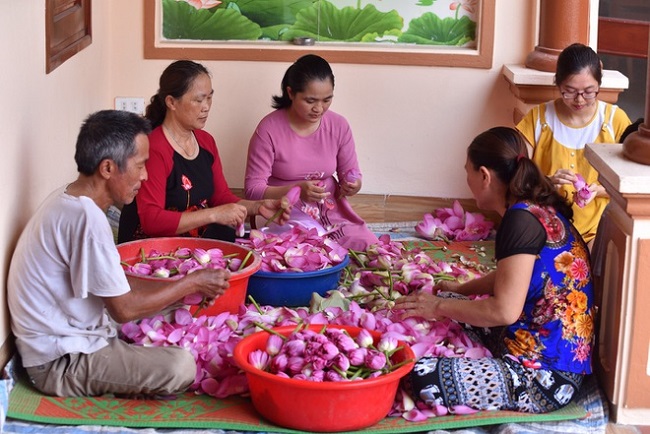 Vào mùa sen, toàn bộ nhân lực của gia đình tập trung vào công việc làm&nbsp;trà.