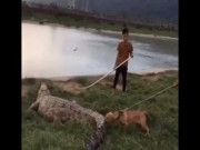 Phi thường - kỳ quặc - Video: Dám trêu ngươi, chó Pitbull bị cá sấu quất đuôi &quot;vả&quot; thẳng vào mặt