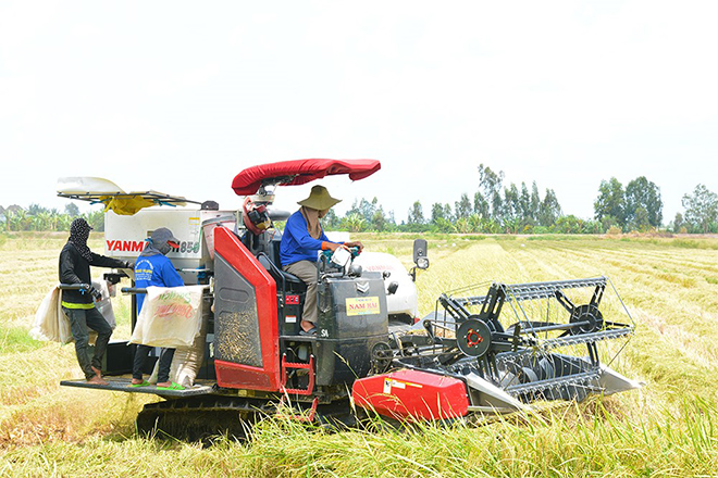 Với một máy gặt sẽ cần một người vận hành, hai người đóng bao.