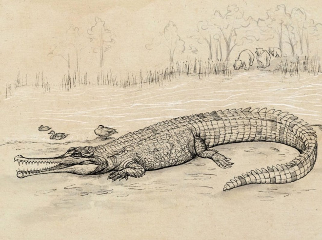 Chân dung "trùm cá sấu" - Ảnh đồ họa từ Eleanor Pease