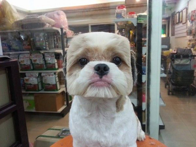 Những chú chó vuông: Đa số chúng ta đều thấy tạo hình này thật kỳ lạ, nhưng kiểu cắt lông đầu hình vuông hoàn hảo như thế này là hoàn toàn bình thường đối với những chú chó ở Đài Loan và Nhật Bản. 
