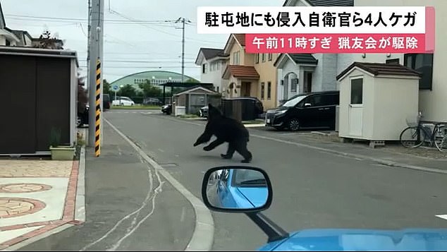 Con gấu nâu đi lạc vào thành phố ở Nhật Bản.