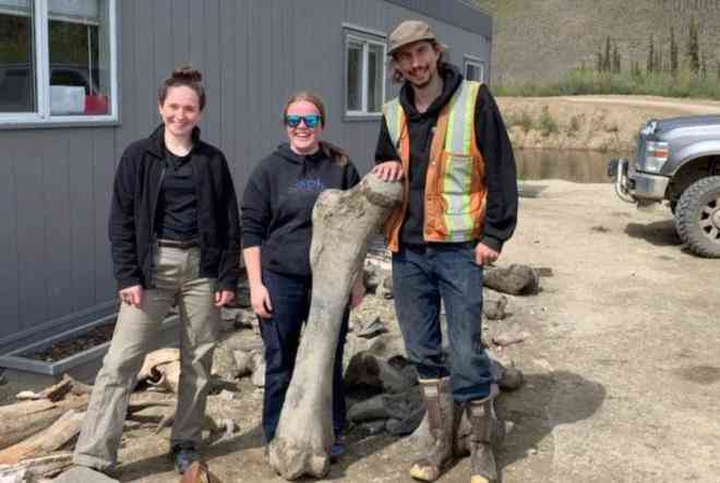 3 người thợ mỏ bên một trong các đoạn xương "quái thú" mà họ tìm thấy - Ảnh Chính phủ Yukon