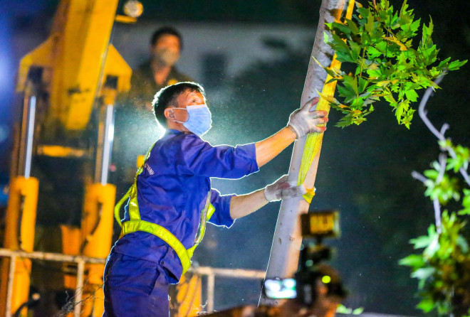 Các công nhân bắt đầu tiến hành di dời hàng cây phong lá đỏ trên đường Nguyễn Chí Thanh trước và sau đó sẽ qua đường Trần Duy Hưng