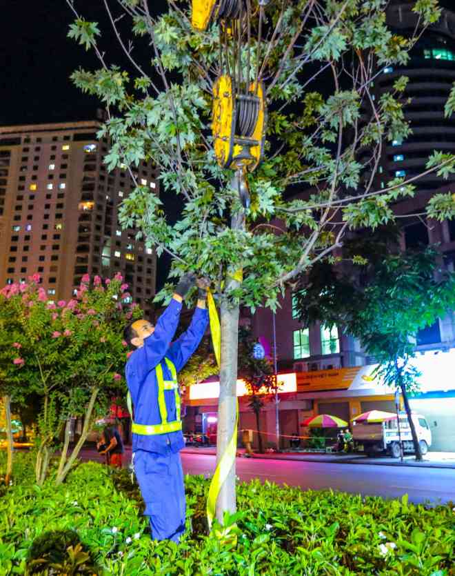 Công nhân dùng dây buộc vào thân cây phong lá đỏ để cẩu có thể thực hiện đưa lên thùng xe