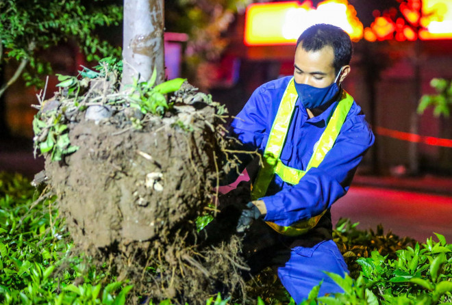 Gốc cây phong lá đỏ vẫn giữ được một khoảng đất thịt để khi đến khu đất mới