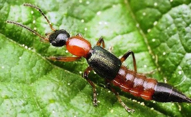 Nghe đến tên “kiến ba khoang”, hẳn ai cũng phải rùng mình sợ hãi. Loài kiến này không đốt hay cắn người nhưng trong dịch cơ thể của nó chứa pederin - một loại chất độc gây rộp, phỏng da.
