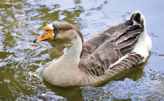 Ngỗng sư tử là giống ngỗng nhà, có xuất xứ từ Bắc Trung Quốc và Xiberi. Ở Việt Nam, chúng được nuôi nhiều ở đồng bằng sông Hồng.
