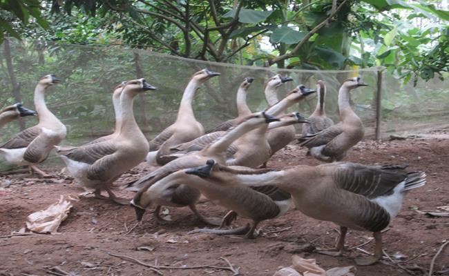 Trong số các loài ngỗng thì ngỗng sư tử có tầm vóc to, cho sản lượng thịt cao hơn hẳn ngỗng cỏ, thích hợp với phương thức chăn thả trên đồng bãi.&nbsp;
