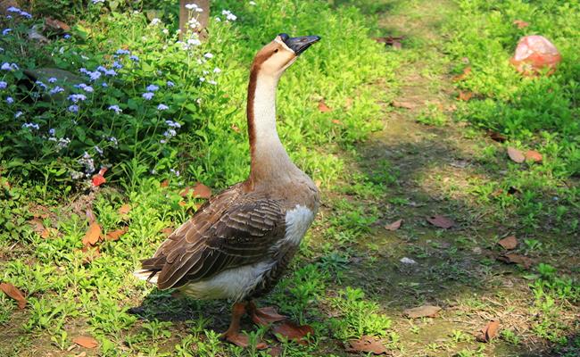 Thông thường, người ta chỉ cần nuôi ngỗng sư tử khoảng 75 – 90 ngày là có thể xuất bán. Tỷ lệ thịt xẻ từ 60 – 66%.&nbsp;
