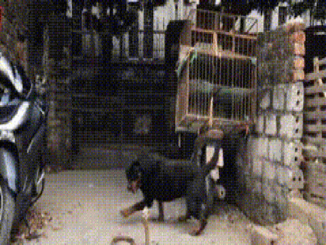 Phi thường - kỳ quặc - Video: Bị chó dữ Rottweiler lao vào cắn xé, hổ mang Trung Quốc đau đớn quằn quại