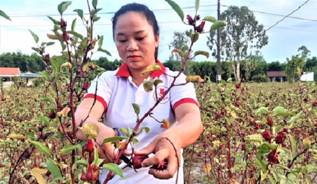 Chị Hiền - một trong những người tiên phong trồng Atiso tại huyện Phong Điền, TT. Huế