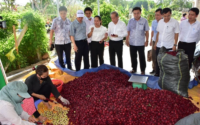 Mỗi ha cây Atiso&nbsp;sẽ thu được khoảng&nbsp;10 tấn hoa trong hai vụ, tương đương với khoảng 100&nbsp;triệu đồng