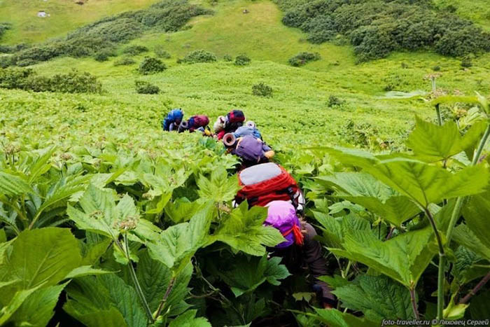 Vùng đất kỳ lạ khiến cây trồng cao lớn khổng lồ như trong thế giới cổ tích - 5