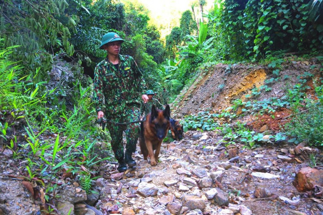 Cán bộ chiến sĩ Bộ đội biên phòng Quảng Nam cùng chó nghiệp vụ tuần tra, đảm bảo an toàn trong quá trình đánh sập hầm vàng