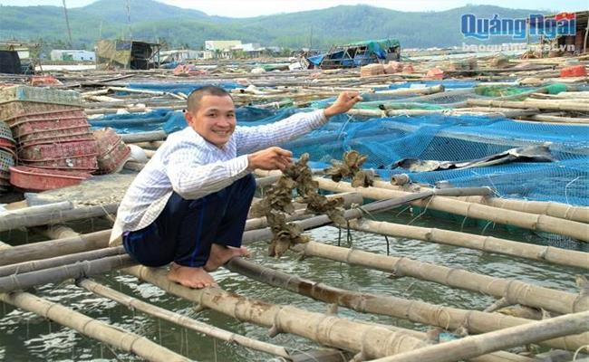 Hàu Thái Bình Dương có giá trị kinh tế cao, chúng thích ứng tốt với môi trường nuôi tự nhiên, tốc độ tăng trưởng nhanh hơn hàu bản địa, chỉ sau khoảng 5 - 6 tháng nuôi là cho thu hoạch.&nbsp;
