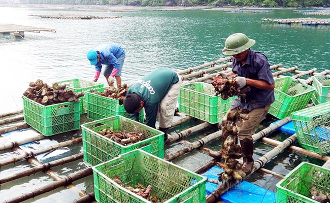 Hiện nay, nghề nuôi hàu phát triển rất mạnh ở nhiều nước với nguồn giống chủ yếu từ sinh sản nhân tạo. 
