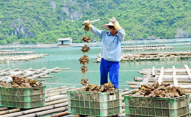 Ông Nguyễn Văn Mãnh, một chủ lồng bè nuôi hàu ở Bà Rịa – Vũng Tàu cho biết, ông bắt đầu nuôi hàu Thái Bình Dương từ năm 2016, đến nay ông Mãnh đã có vài chục lồng bè.&nbsp;
