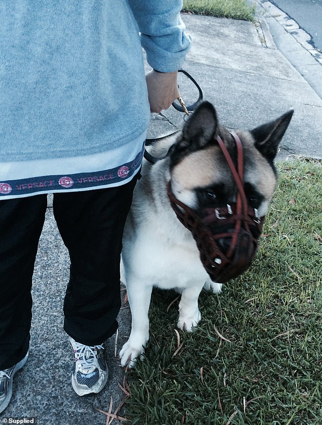 Chú chó giống Akita, từng cắn trọng thương người ở Úc, đã bị kết liễu.