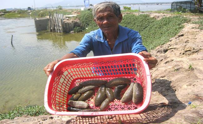 &nbsp;Anh Nguyễn Văn Cường , một người nuôi hải sâm ở Nha Trang cho biết, hồ nuôi của anh mới xuất bán được 50.000 con hải sâm. Sau khi trừ tất cả chi phí, tiền lãi lên tới hàng trăm triệu đồng, giúp cải thiện đáng kể thu nhập của gia đình.
