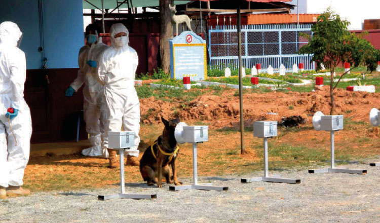 Một chú chó được huấn luyện phát hiện người nhiễm Covid-19 ở Campuchia. Ảnh: CMAC