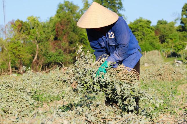 Nếu chăm sóc tốt, mỗi năm thu hoạch được 3 lần. Chủ yếu thu hoạch vào những dịp nắng.