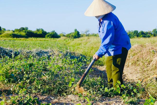 Sau nhiều năm trồng, đến nay toàn xã có trên 30 hộ trồng phát triển kinh tế chủ lực bằng giống cây dược liệu này. Tận dụng những ngày nắng, người dân đi thu hoạch cây dược liệu rồi phơi khô thành phẩm.