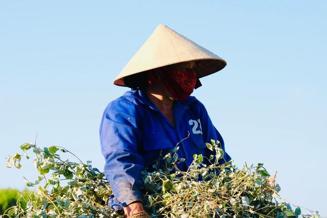 Người trồng cây dược liệu này cho hay, thông thường trồng 2-3 năm sẽ gieo giống trồng lại gốc. Chu kỳ gần 2 tháng sẽ cắt rồi mang về nhà phơi khô.