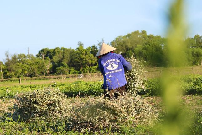 Ông Nguyễn Văn Chiến - Chủ tịch UBND xã Cẩm Vịnh cho biết: "Diện tích trồng cây dược liệu trên địa bàn xã khoảng 4 ha. Kim tiền thảo sau khi bà con thu hoạch được doanh nghiệp bao tiêu sản phẩm nên bà con yên tâm sản xuất, không lo đầu ra".