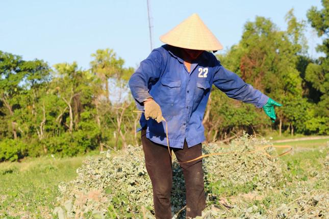 Bà Nguyễn Thị Văn - Giám đốc Hợp tác xã sản xuất an toàn và dịch vụ thương phẩm xã Cẩm Vịnh cho hay: "Cây kim tiền thảo hợp với đất vùng này, người dân trồng theo quy trình được hướng dẫn, không dùng thuốc diệt cỏ, trừ sâu nên chất lượng cao".