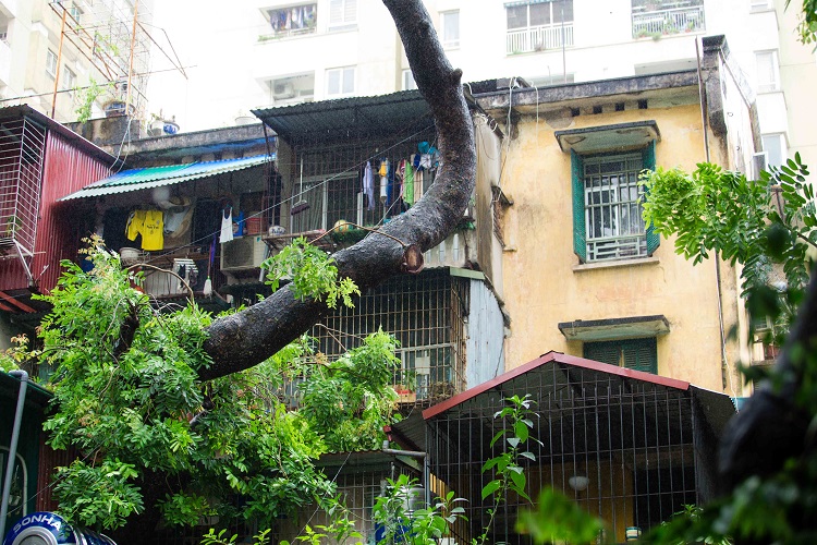 Hệ thống cây giúp khu tập thể luôn mát mẻ, gần gũi với thiên nhiên tuy nhiên cũng tiềm ẩn nhiều mối nguy hại đặc biệt những cây mọc trong khuôn viên nhà người dân.