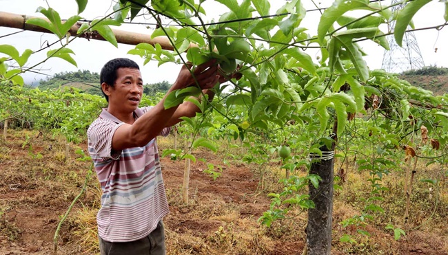 Chanh leo không bị ảnh hưởng của thời tiết, có thể chịu được nhiệt độ nóng về mùa hè và lạnh về mùa đông.&nbsp;
