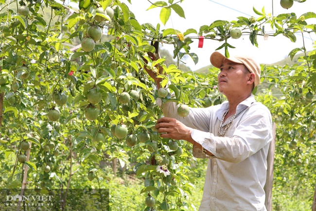 Vào mùa khô phải tưới lượng nước nhiều thì cây mới ra hoa và đậu quả tốt được.
