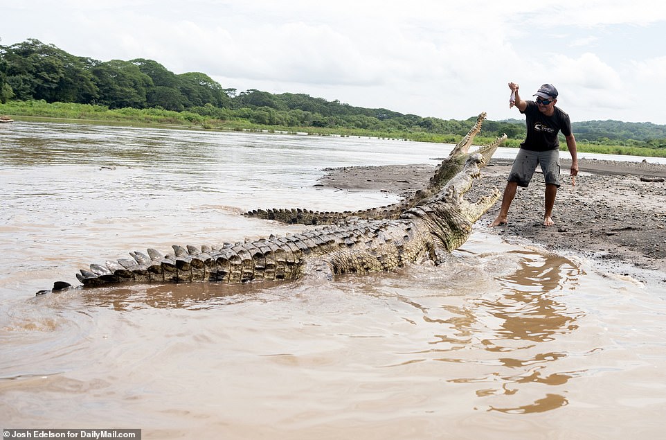Video: Liều mạng &#34;dụ&#34; cá sấu hoang dã khổng lồ dài hơn 5 mét lên bờ rồi cho ăn - 1