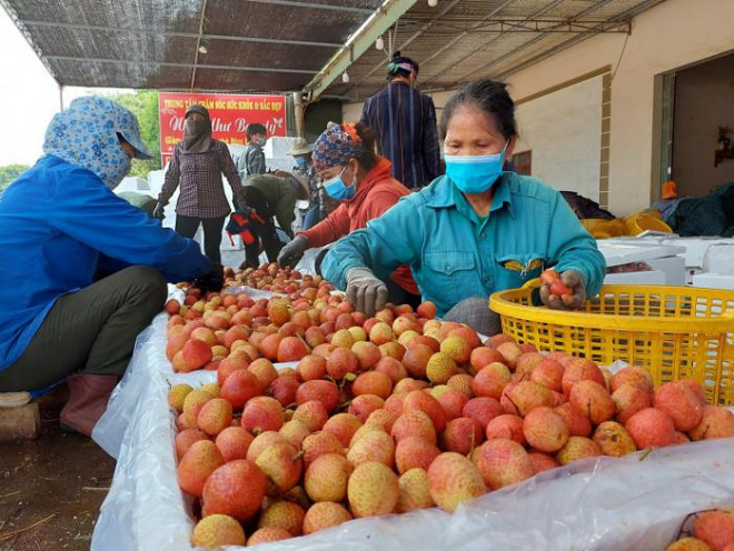 Người dân Lục Ngạn sơ chế vải thiều