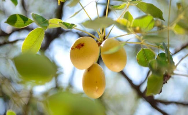 Cây Marula cho ra 1 loại quả đặc biệt, chứa khá nhiều dưỡng chất và được bán với giá không rẻ.
