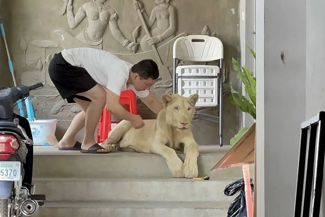 Người đàn ông Trung Quốc nuôi sư tử trong căn biệt thự ở Phnom Penh, Campuchia.