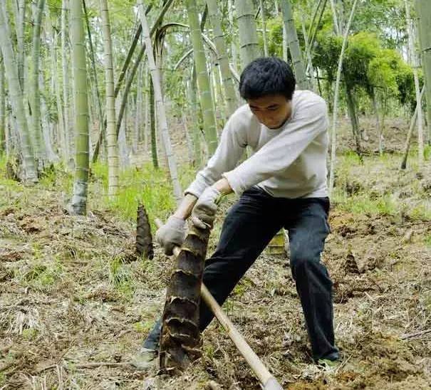 Lên núi đào măng vô tình đào trúng 2 quả &#34;trứng máu&#34;, sốc khi biết có giá 2,9 tỷ - 1