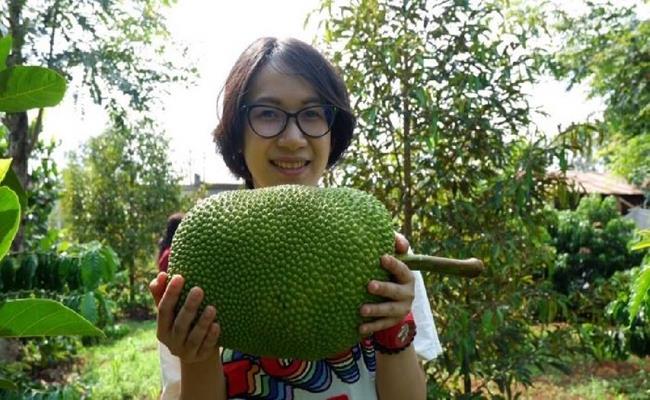 Nghề ngửi mít Thái xuất hiện ở Việt Nam từ vài năm nay. Nhờ những người làm nghề này, thương lái có thể tìm mua được những vườn mít già, ngon và chất lượng, giảm thiểu rủi ro khi mua phải mít non hay mít nhiều xơ đen.
