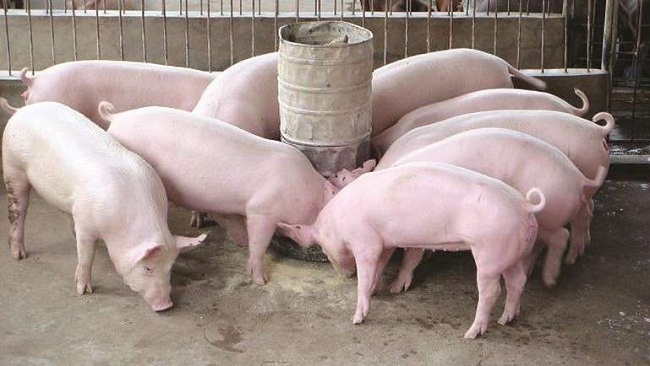 Giá lợn hơi liên tục giảm trong khi giá thức ăn chăn nuôi tăng cao
