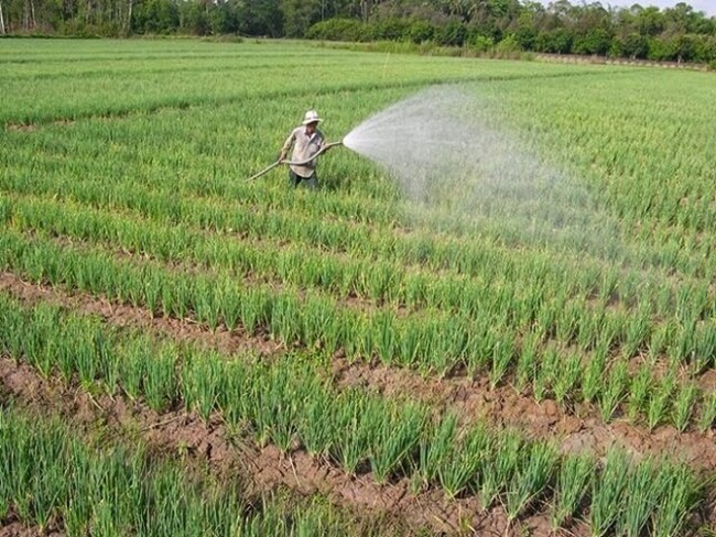 Giá bán nén lên đến 15.000 đồng/kg.
