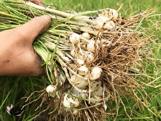Khi trồng xong phải phủ một lớp rơm rạ băm ngắn lên luống, mặt dày khoảng 5 cm để giữ ẩm và hạn chế cỏ mọc, xói lở do mưa…
