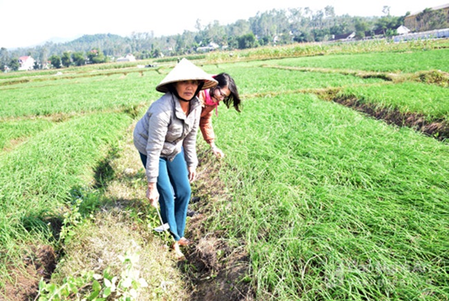 Loài cây này không chỉ có ở Việt Nam mà còn có ở châu Âu, nhiều nước châu Á và Bắc Mỹ.
