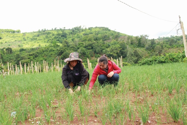 Nén là loại cây dễ trồng, ít sâu bệnh, vốn đầu tư ít, kỹ thuật trồng nén lại đơn giản.
