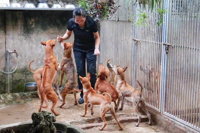 Trang trại chó Phú Quốc của chị Hà là một trong những trang trại lớn nhất Việt Nam. Trong đó sở hữu nhiều cá thể đặc biệt có giá trị lên tới vài trăm triệu/con.