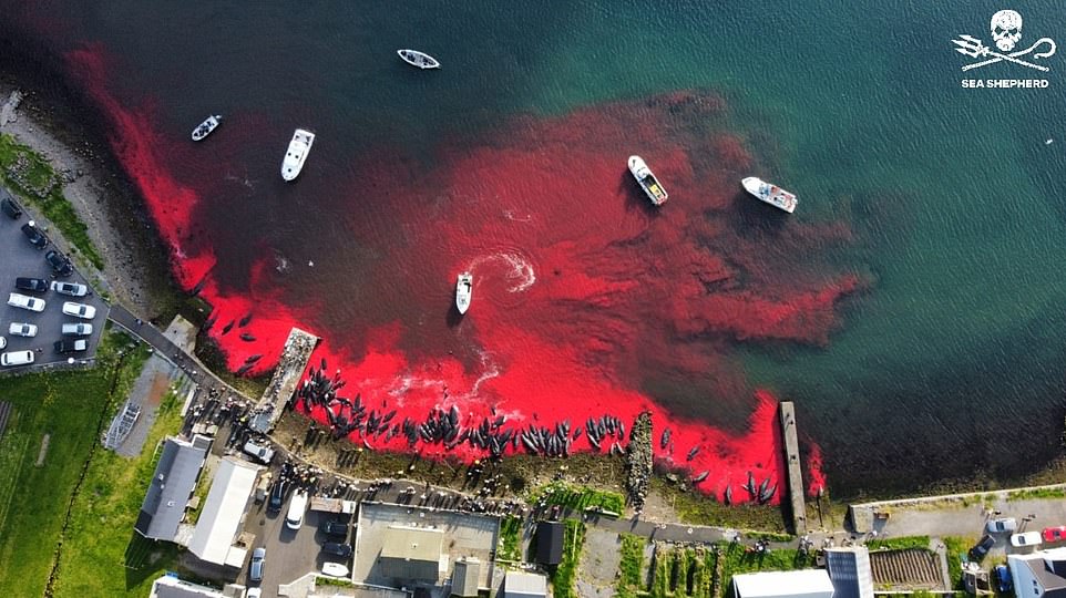 Hình ảnh vùng biển bị nhuộm đỏ bởi máu của cá voi chụp từ flycam. Ảnh: Sea Shepherd