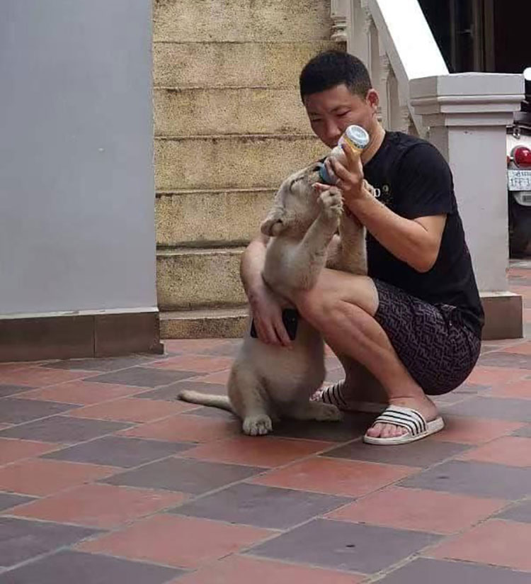 Người đàn ông Trung Quốc nuôi con sư tử khi nó còn nhỏ.