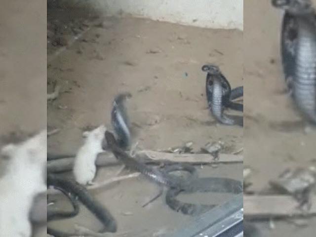 Chuột bạch tấn công rắn hổ mang