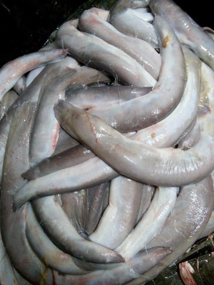 Cá njnja còn gọi là cá mút đá, loài cá này có vẻ bề ngoài đáng sợ, thân giống con lươn, một số người còn thấy nó giống con rắn
