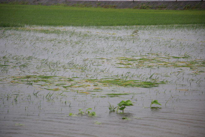 Đồng ruộng ở Quảng Trị bị ngập úng do đợt mưa to